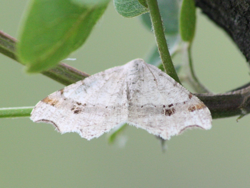 Geometridae ID2